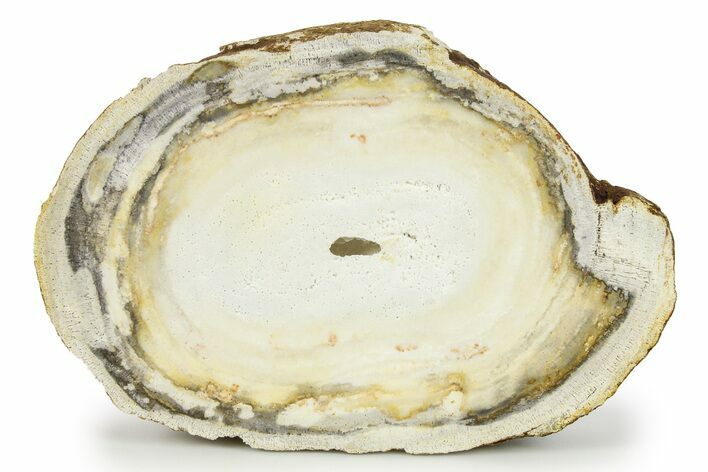 Agatized Fossil Coral - Florida #271609